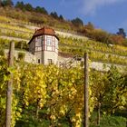 Herbstimmung im Weinberg