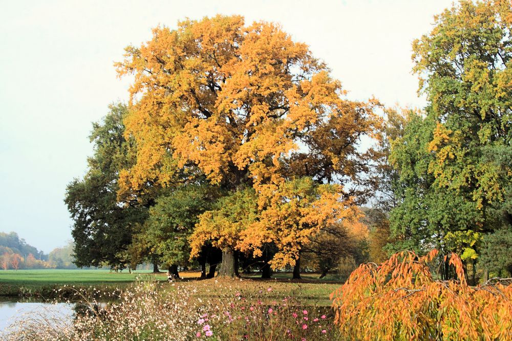 Herbstimmung Nordweiher Parc de Schoppenwihr