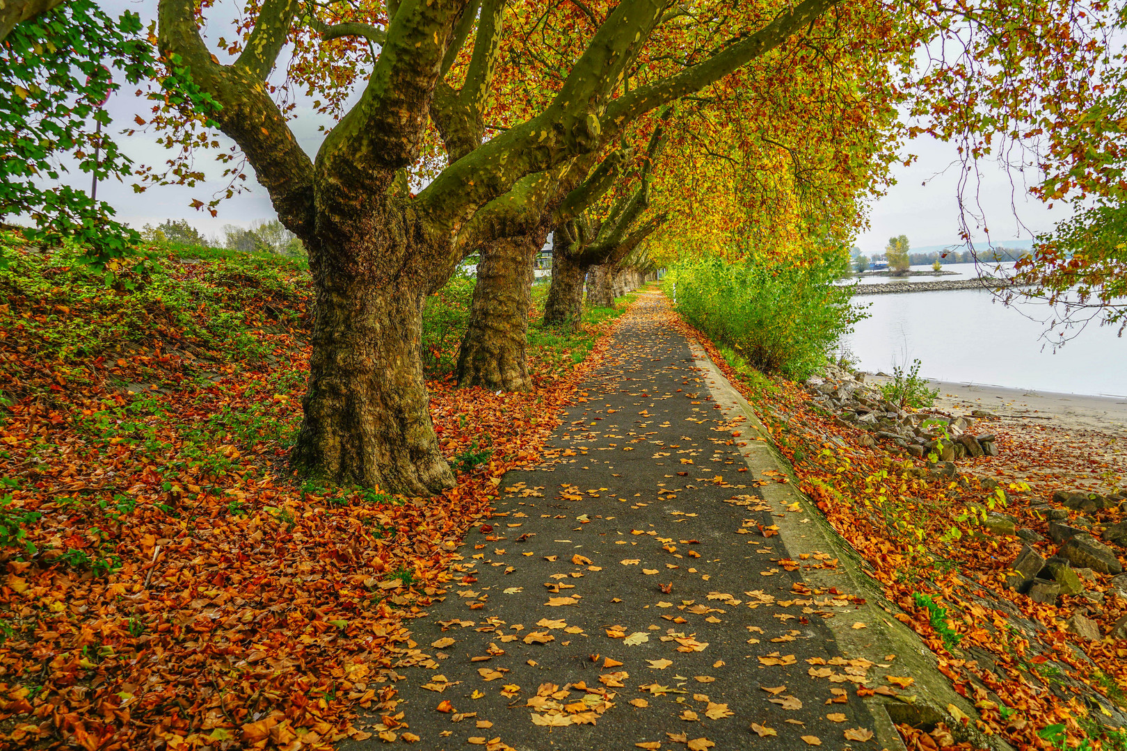 Herbstimpessionen am Rhein......