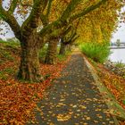 Herbstimpessionen am Rhein......