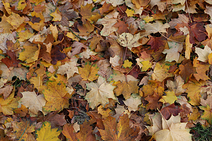 Herbstimpresion oder Blätterfall