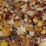 Herbstimpresion oder Blätterfall