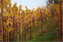 Herbstimpresionen aus dem Weinberg