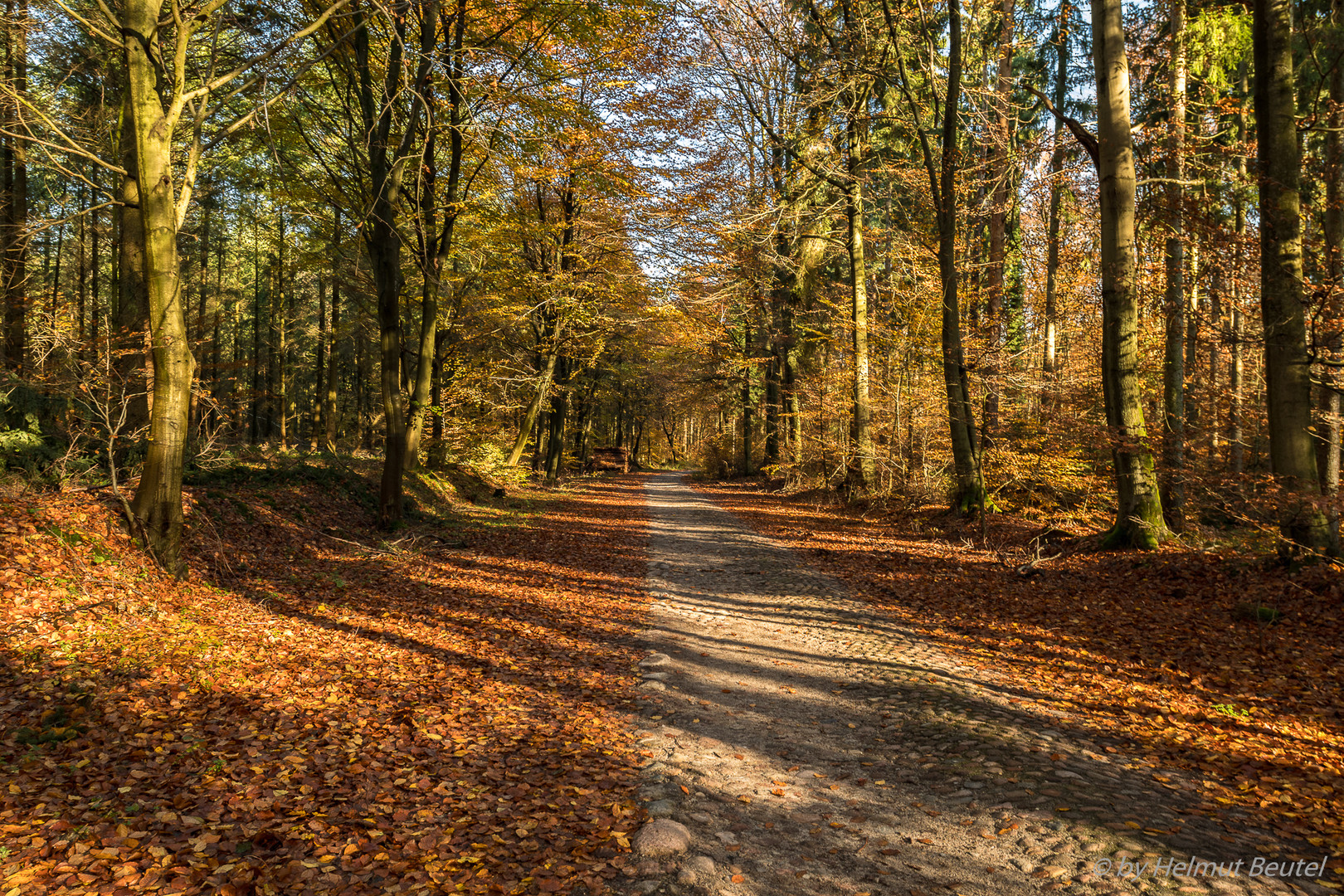 Herbstimpresionen - Buchenwald
