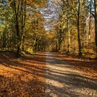 Herbstimpresionen - Buchenwald