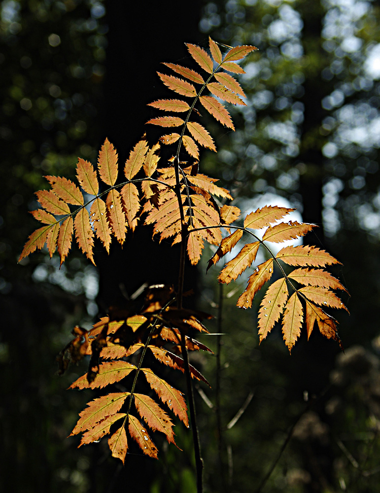 Herbstimpresionen1