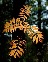 Herbstimpresionen1