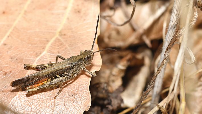 - HERBSTIMPRESSION -