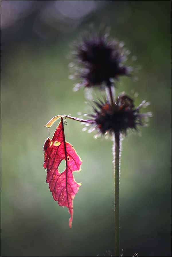 Herbstimpression