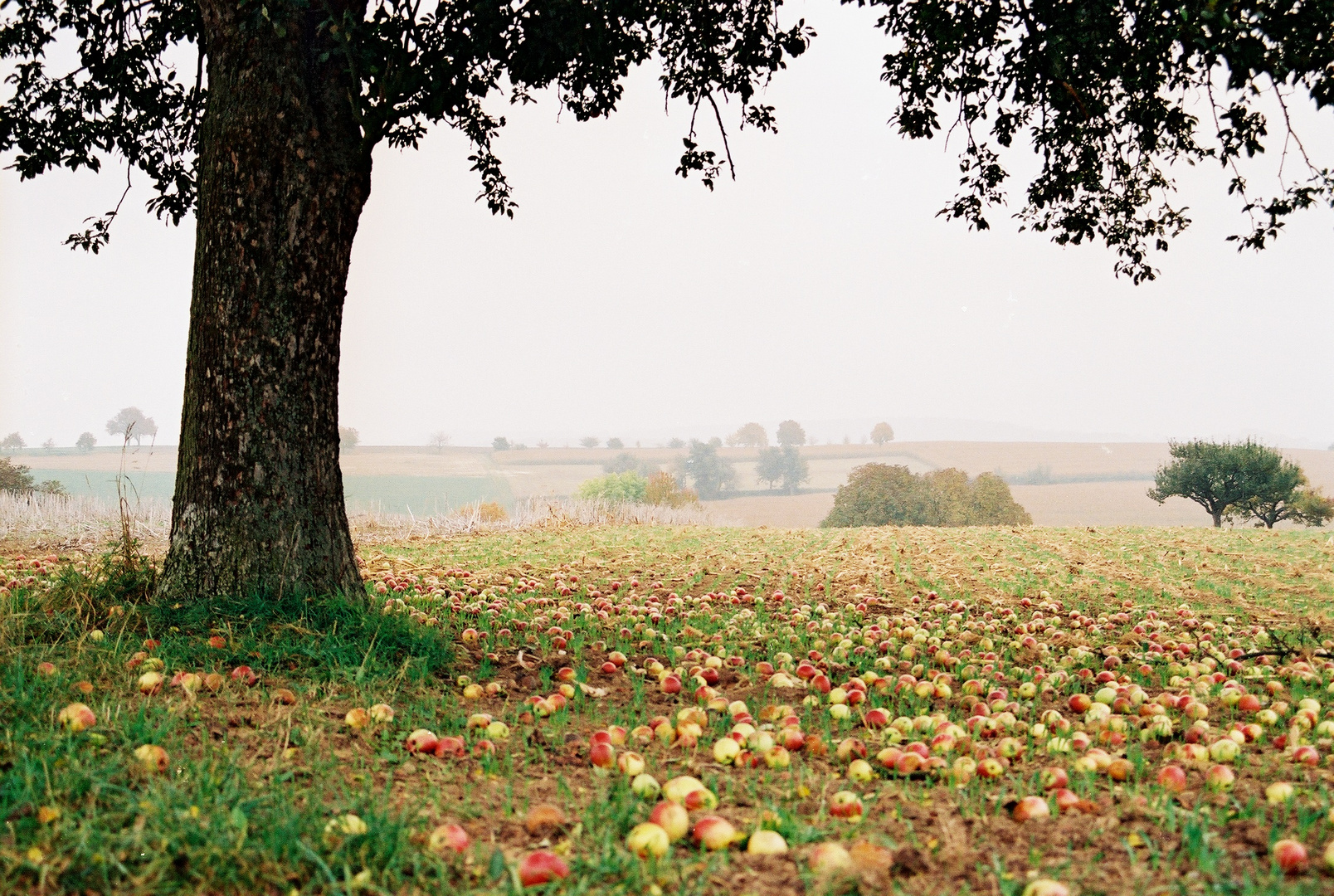 Herbstimpression