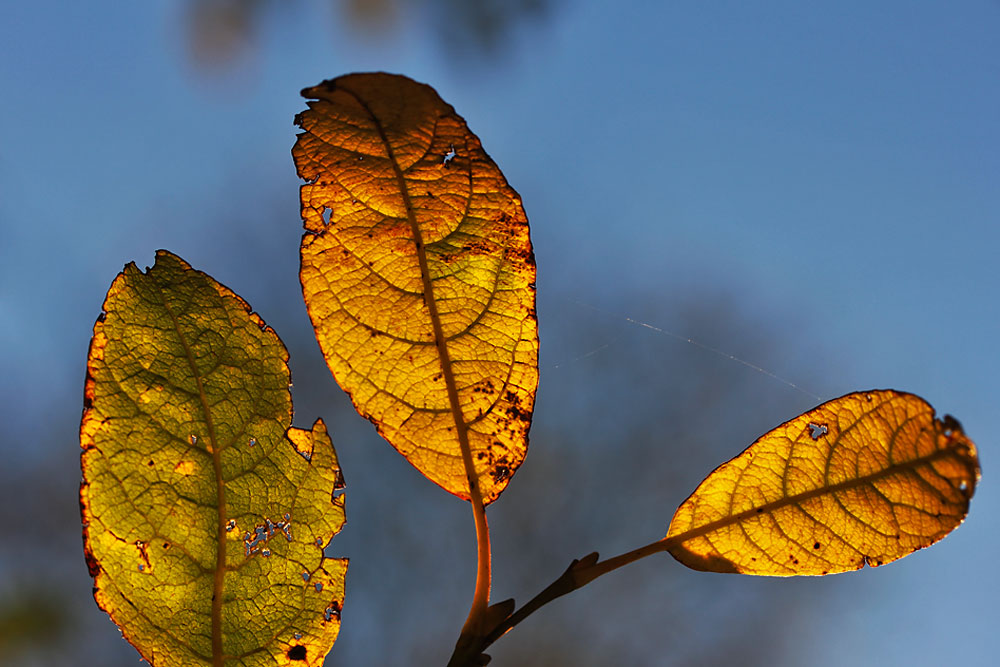 Herbstimpression