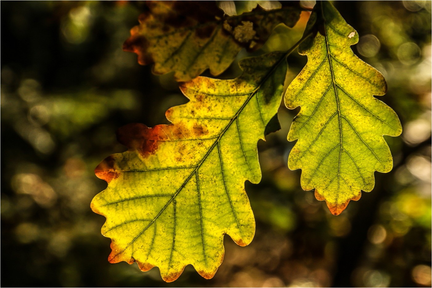 Herbstimpression (1)