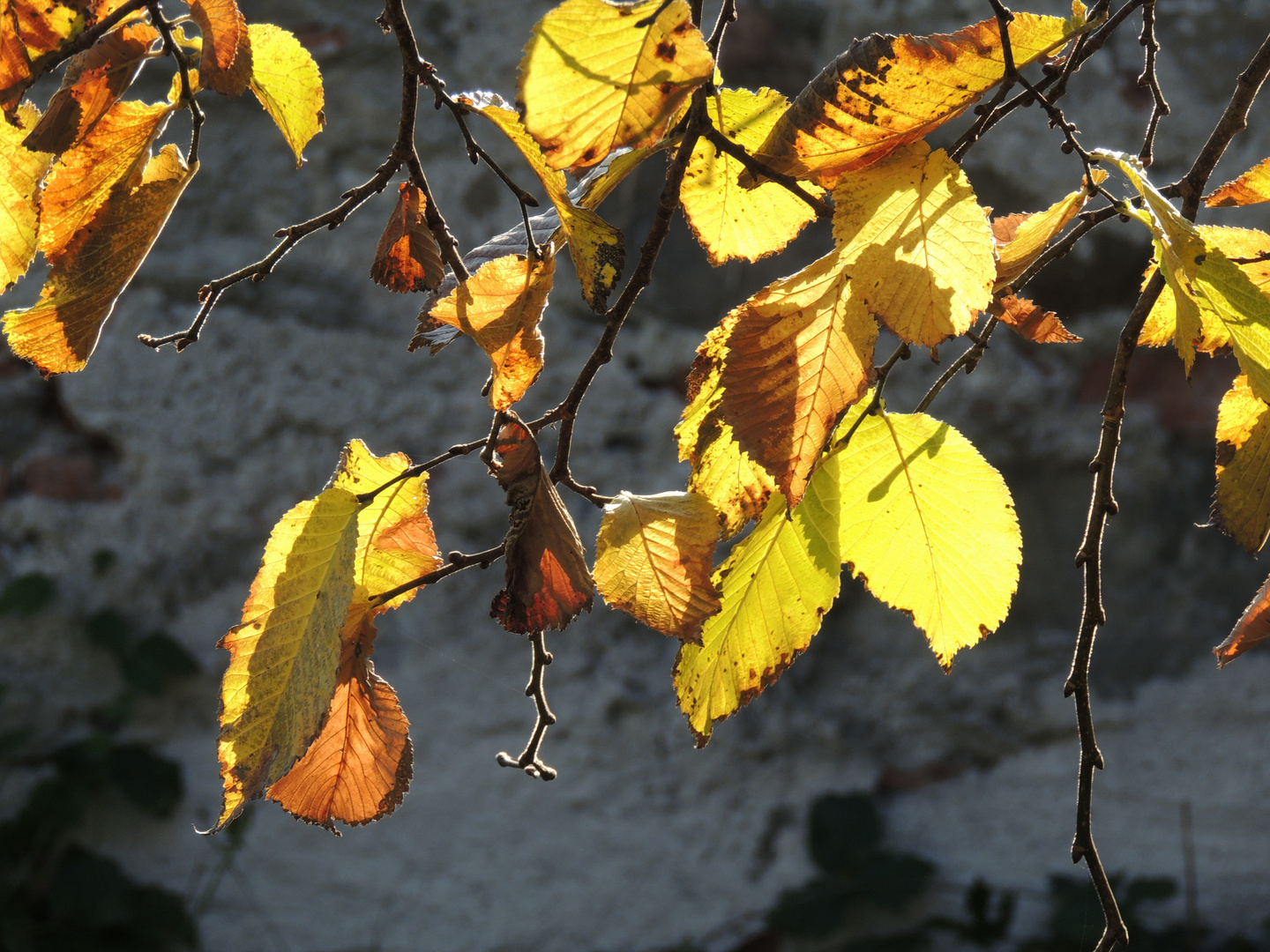 Herbstimpression 1