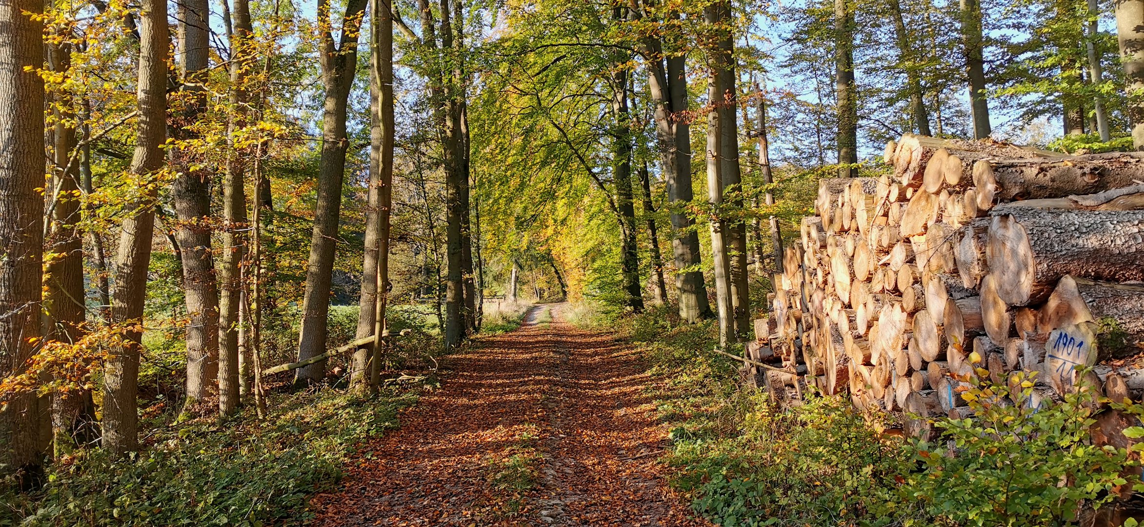 Herbstimpression 1