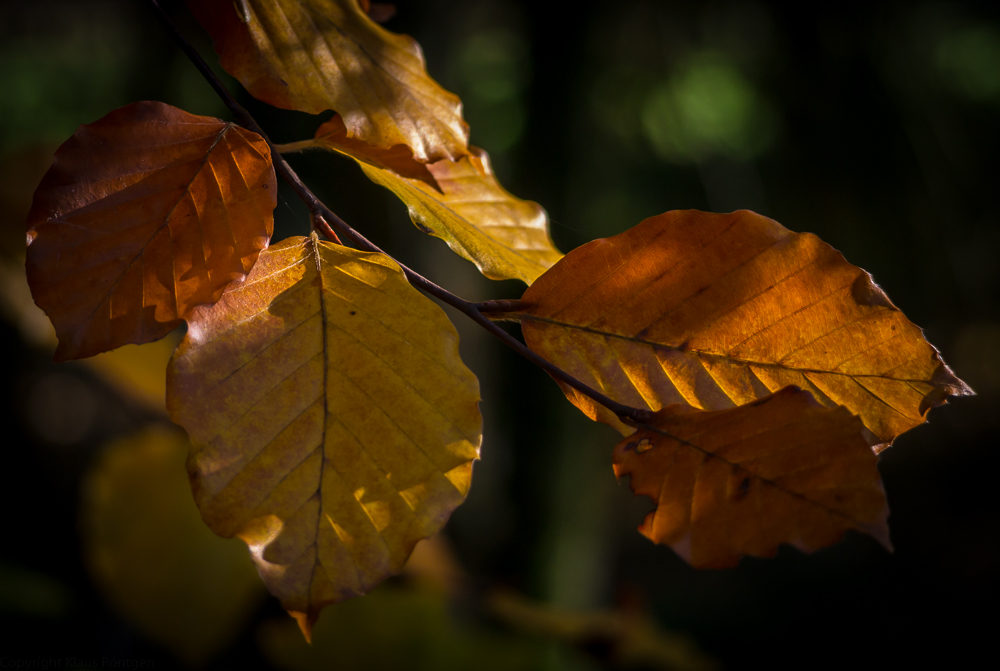 Herbstimpression 1