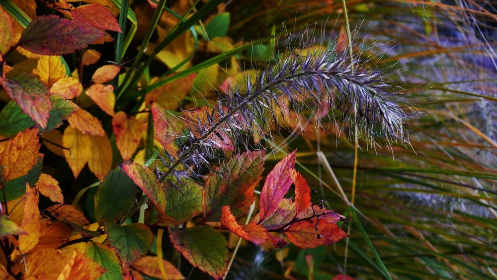 Herbstimpression (1) - Nachbearbeitet