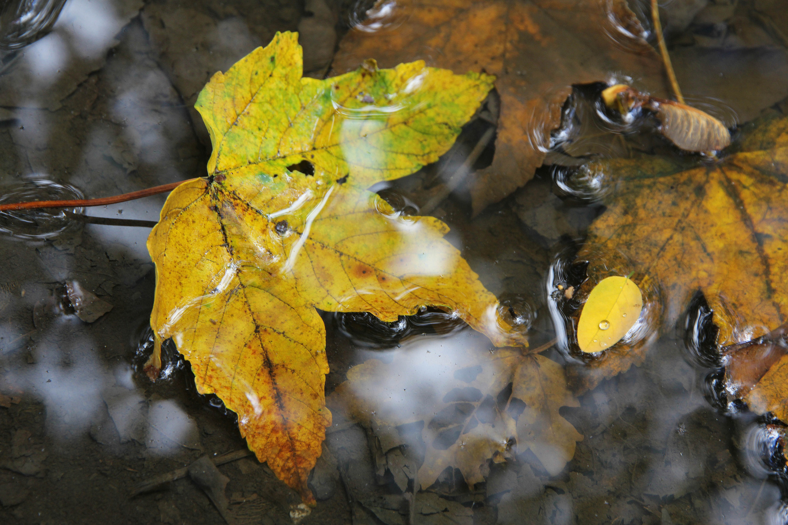 Herbstimpression...