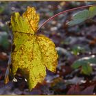 Herbstimpression