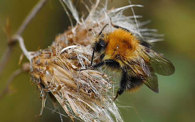 Herbstimpression,...