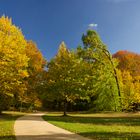 Herbstimpression 2  Branitzer Park 2020