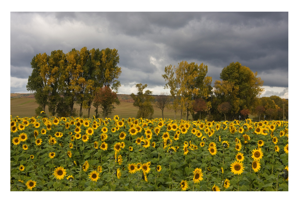 Herbstimpression by Dorothea Weckmann - Piper 