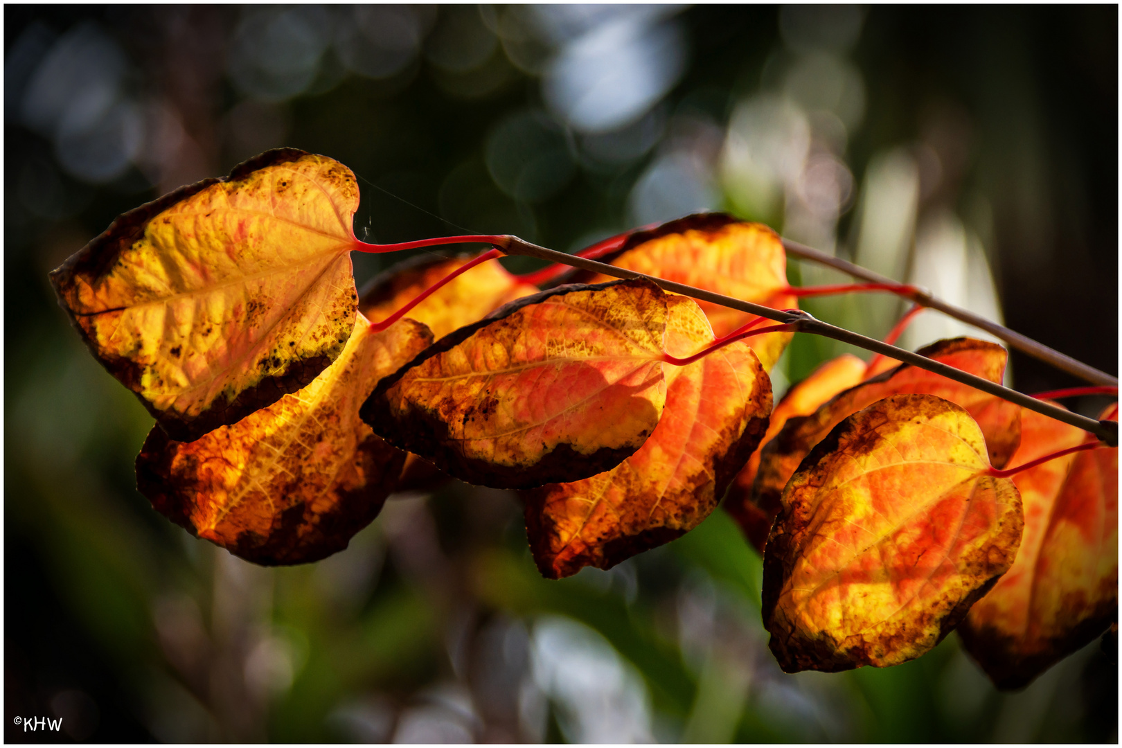 Herbstimpression