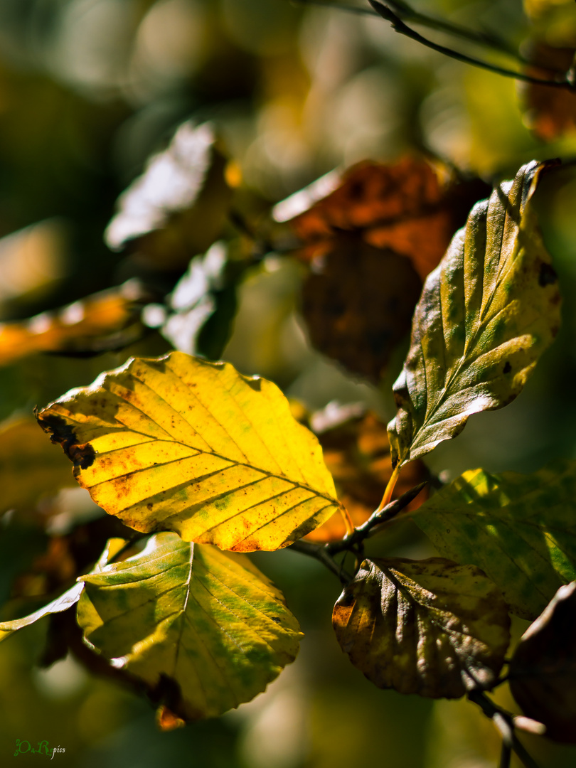 Herbstimpression