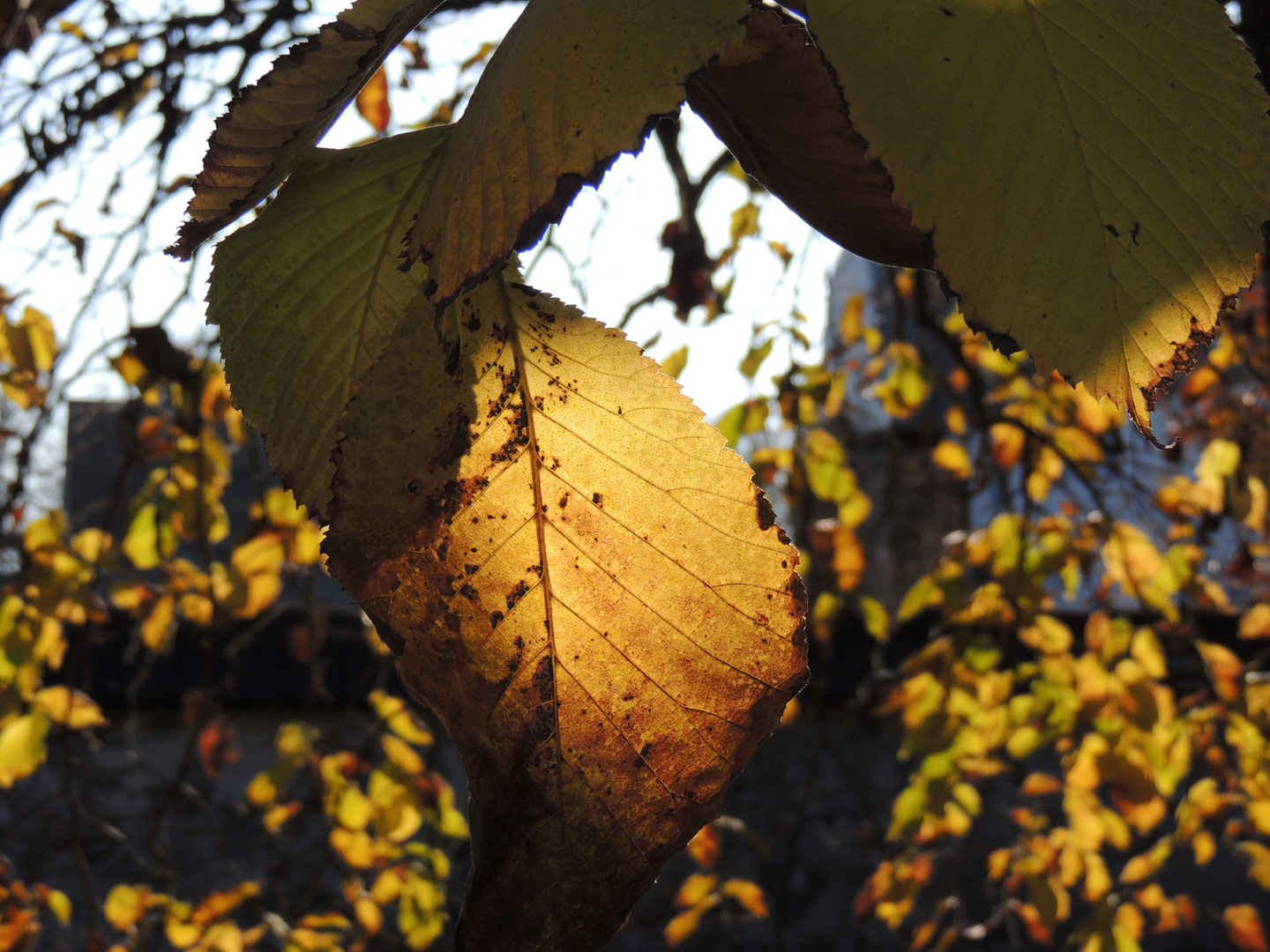 Herbstimpression 3