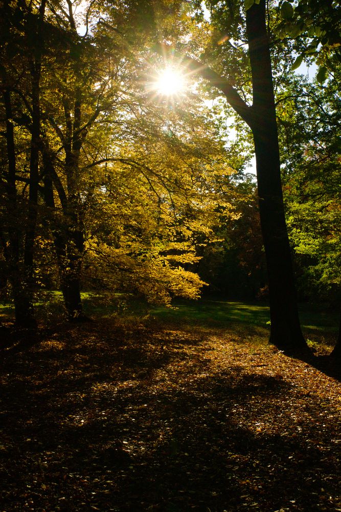 Herbstimpression  3  Branitzer Park 2020