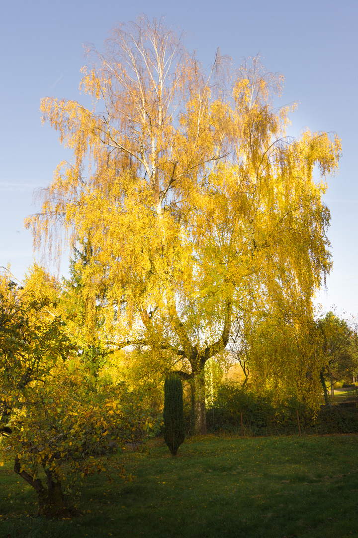 Herbstimpression-3 Herbstleuchten