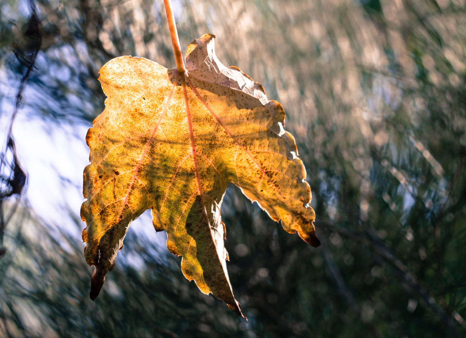 Herbstimpression