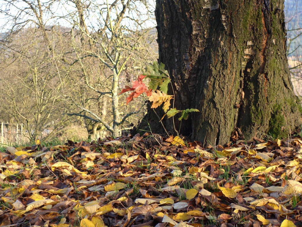 Herbstimpression