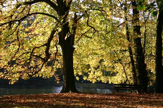 Herbstimpression