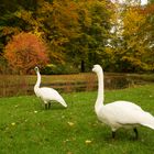 Herbstimpression 4  Branitzer Park 2020