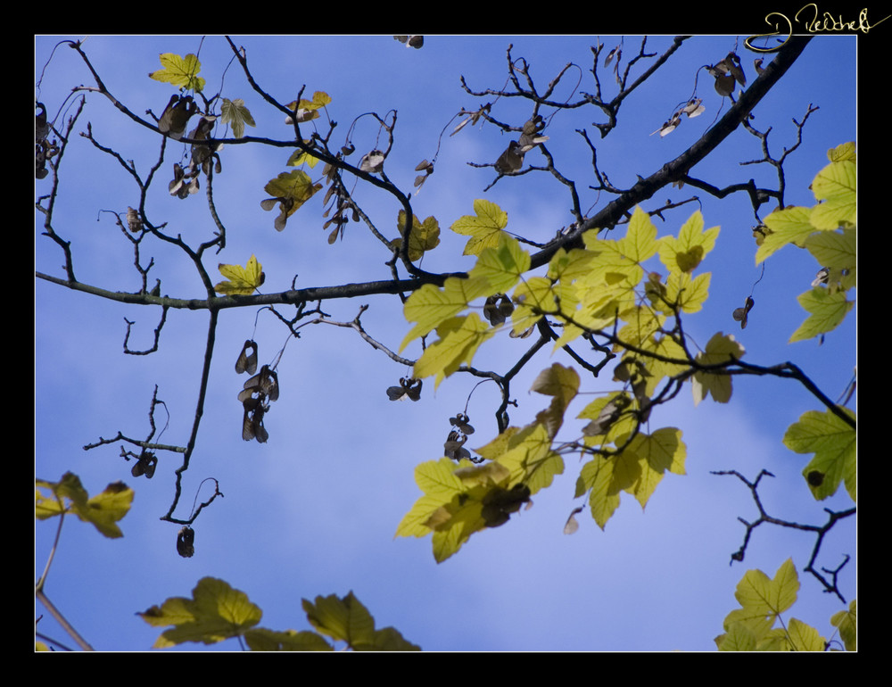 Herbstimpression