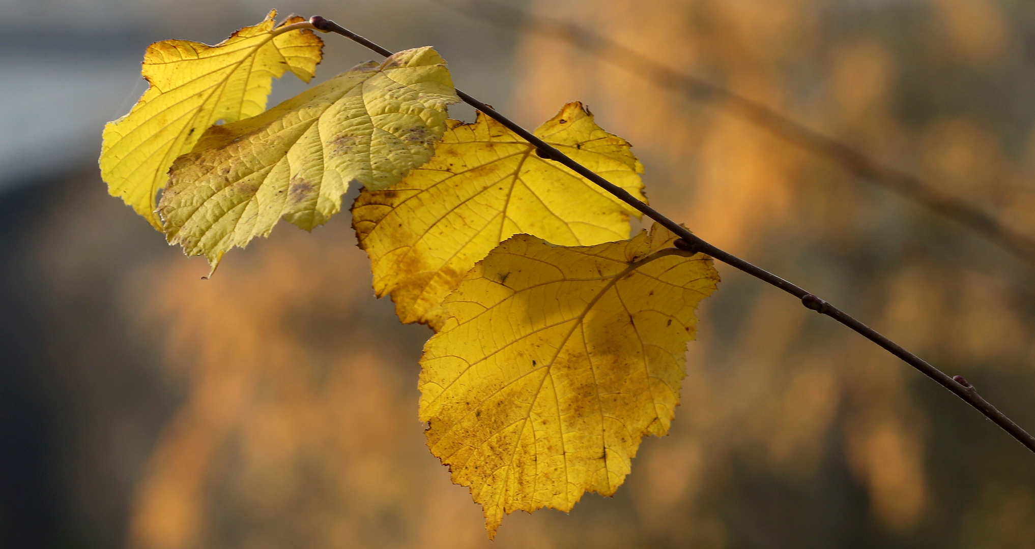 Herbstimpression