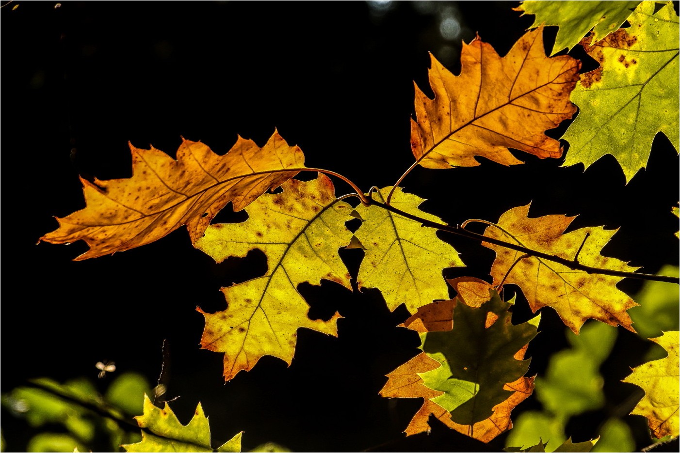 Herbstimpression