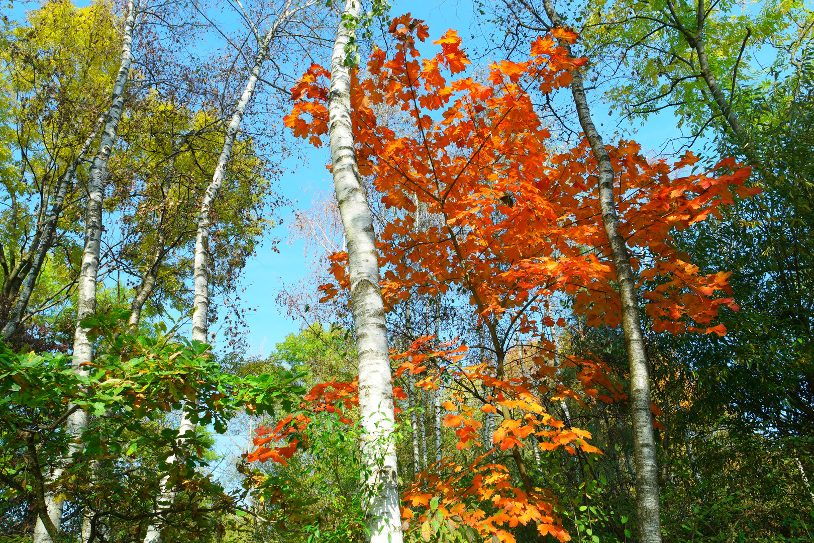 Herbstimpression