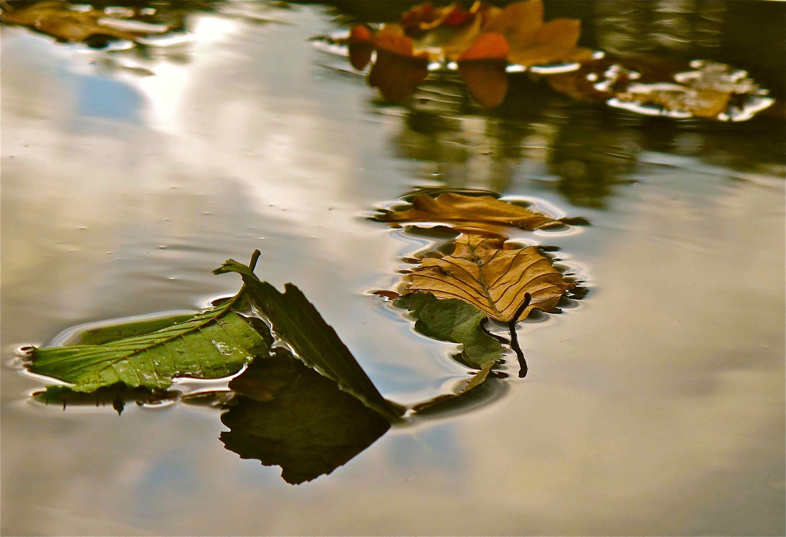 Herbstimpression