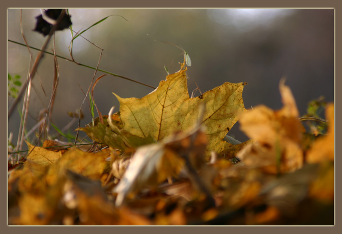 Herbstimpression