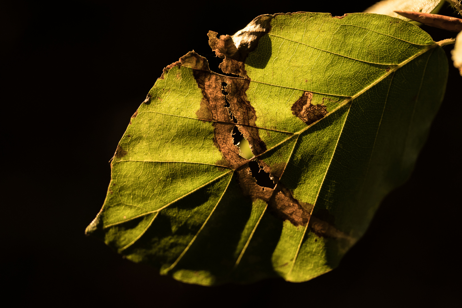 Herbstimpression