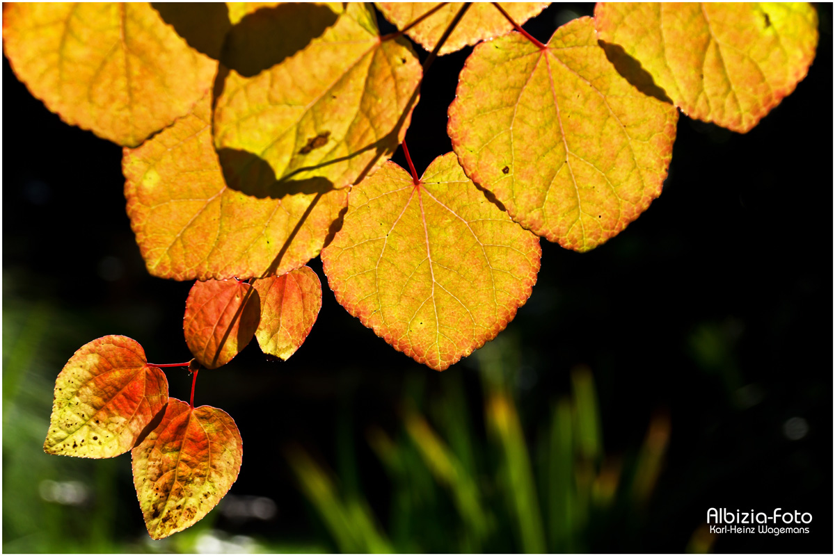 Herbstimpression