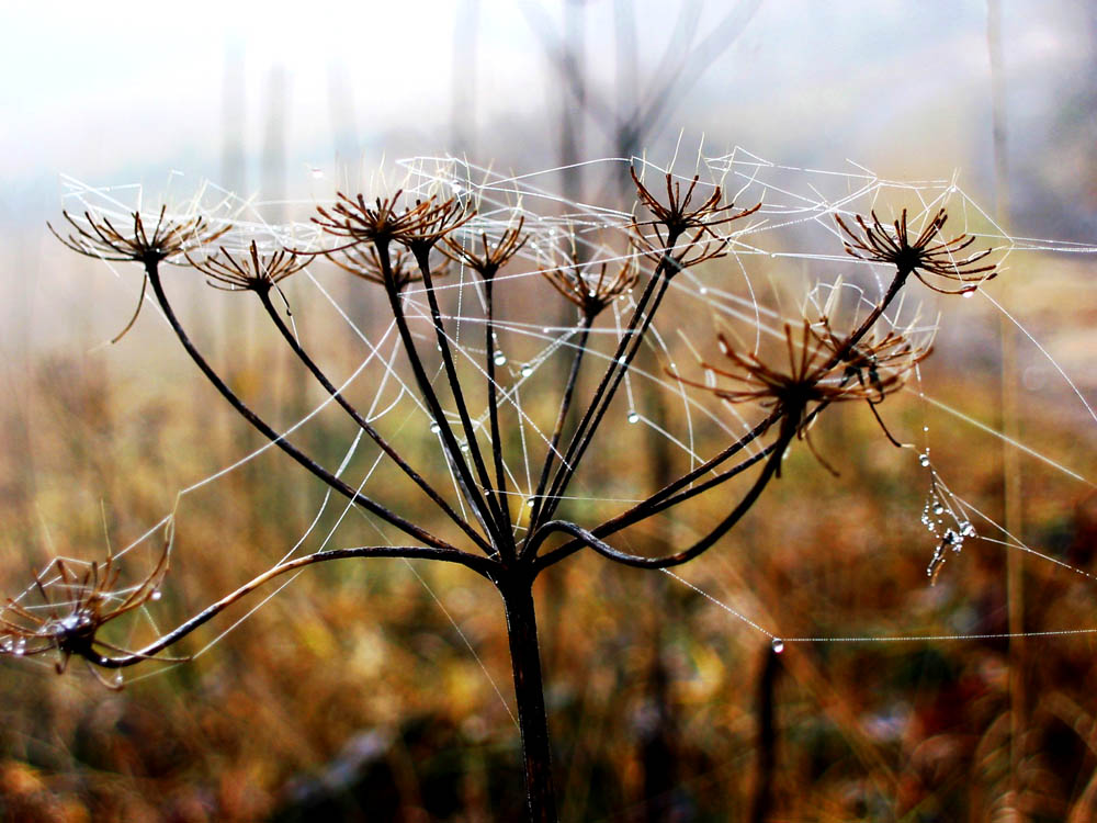 ~ Herbstimpression ~