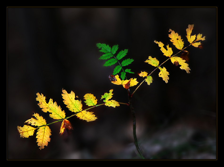 Herbstimpression