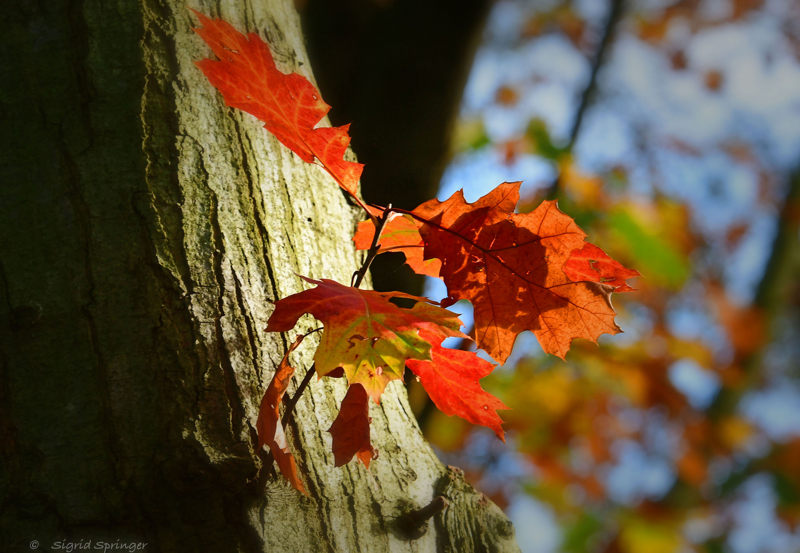 Herbstimpression