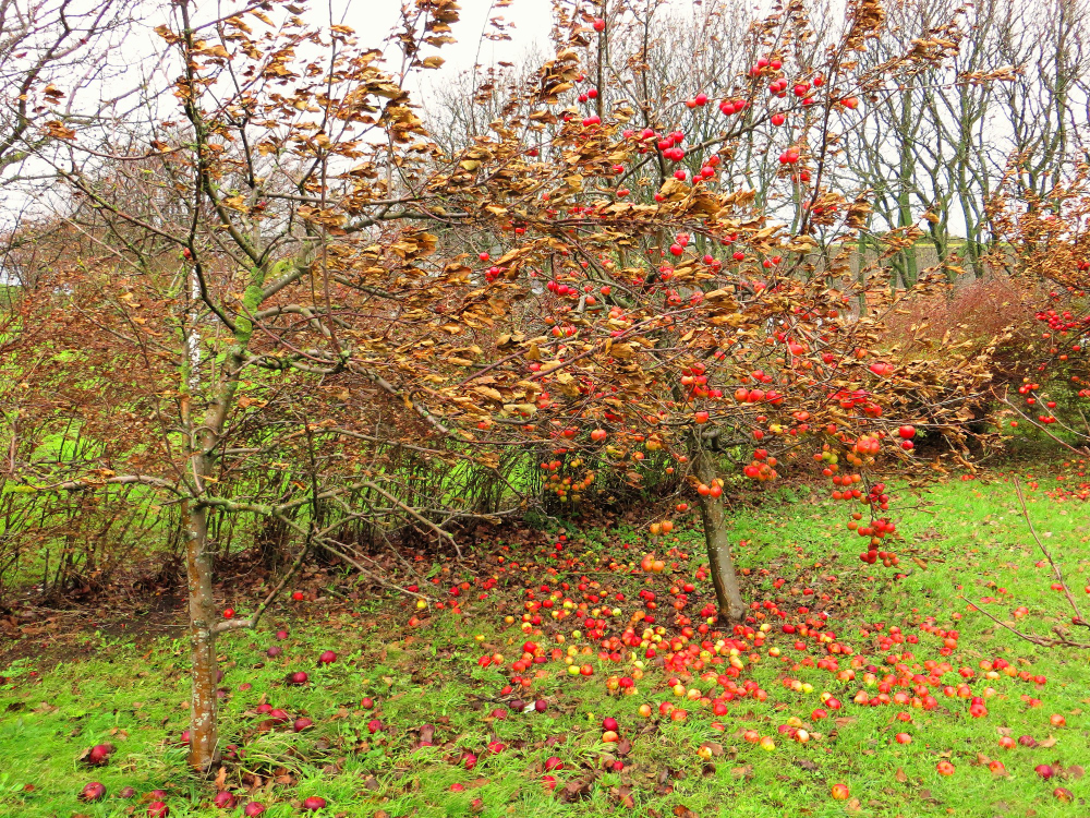 Herbstimpression...