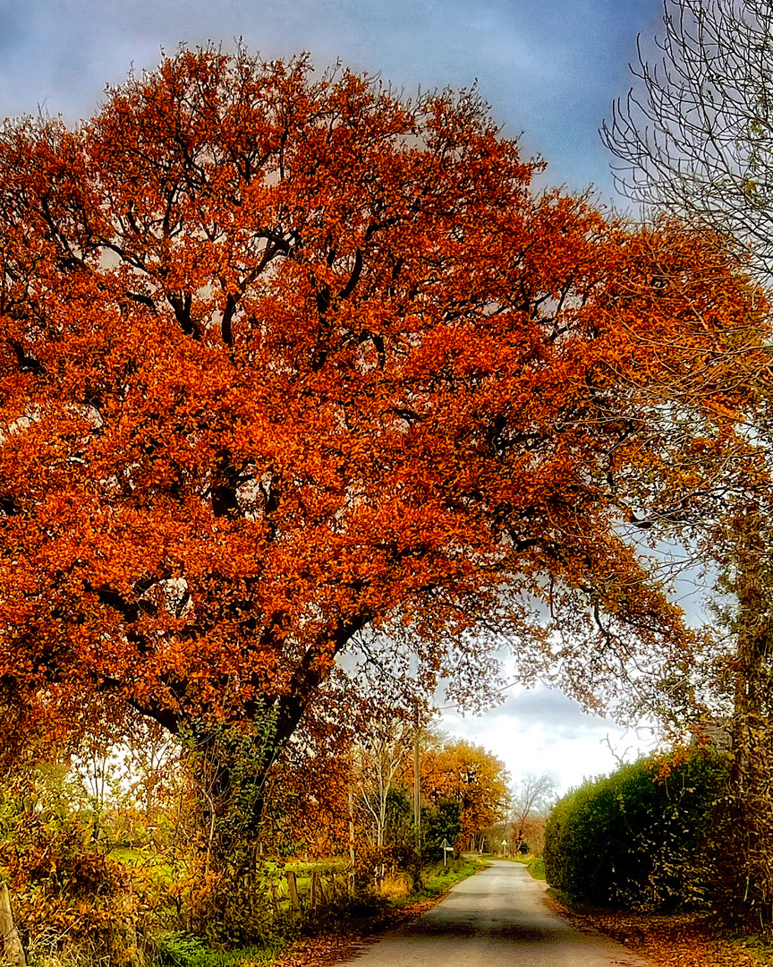 Herbstimpression