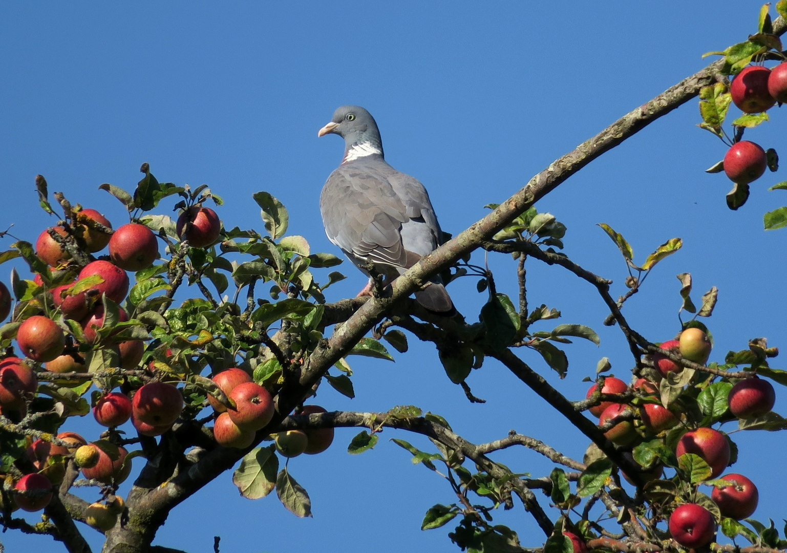 Herbstimpression