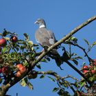 Herbstimpression