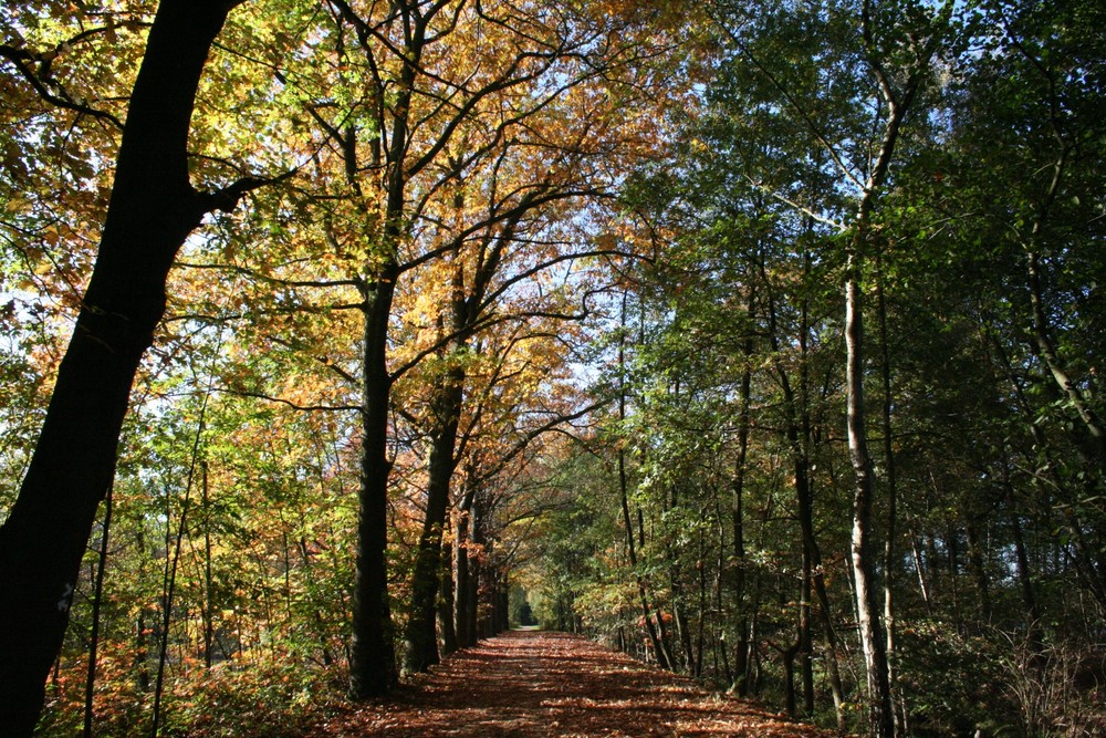 Herbstimpression